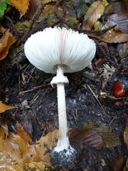 Macrolepiota