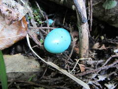 Turdus philomelos clarkei