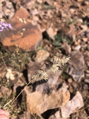 Bouteloua chondrosioides