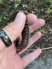 Elgaria coerulea coerulea