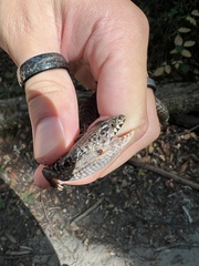 Elgaria coerulea coerulea