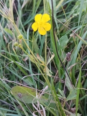 Ranunculus polyanthemos