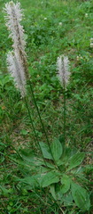 Plantago media