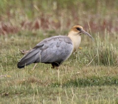 Theristicus branickii