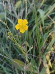 Ranunculus polyanthemos