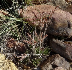 Dudleya saxosa