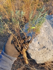 Gypsophila paniculata