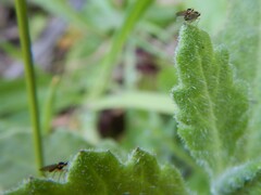 Agromyzidae