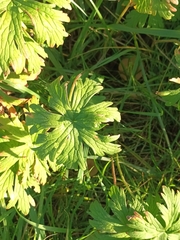 Geranium pratense