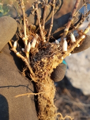 Gypsophila paniculata