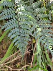 Polystichum neozelandicum