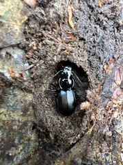 Pterostichus moestus
