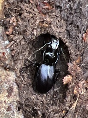 Pterostichus moestus