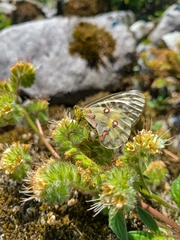 Parnassius clodius
