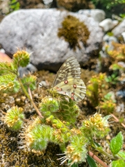 Parnassius clodius