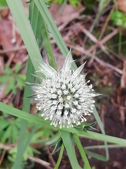 Eryngium