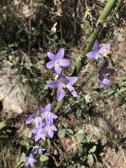 Campanula pyramidalis