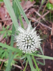 Eryngium