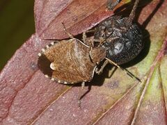 Peribalus strictus vernalis