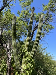 Pachycereus pecten-aboriginum