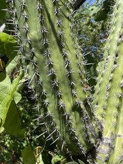 Pachycereus pecten-aboriginum