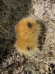 Pachycereus pecten-aboriginum