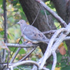 Zenaida macroura carolinensis