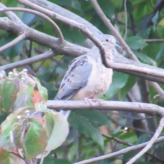 Zenaida macroura carolinensis