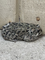 Anaxyrus boreas halophilus