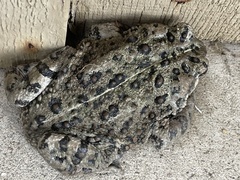 Anaxyrus boreas halophilus