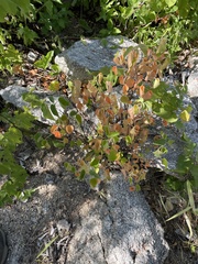 Croton caboensis