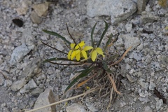 Erysimum perenne