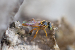 Tetragonisca fiebrigi