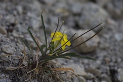 Erysimum perenne