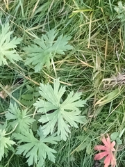 Geranium pratense