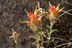 Castilleja applegatei