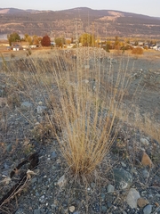 Pseudoroegneria spicata