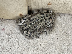 Anaxyrus boreas halophilus