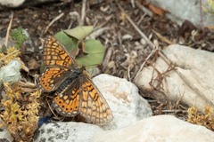 Euphydryas aurinia