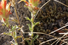 Castilleja applegatei