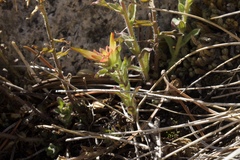Castilleja applegatei