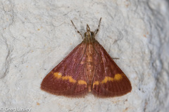 Pyrausta pseuderosnealis