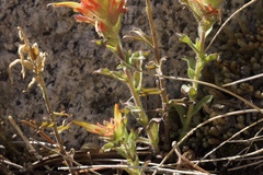 Castilleja applegatei