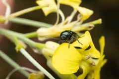 Cryptocephalus violaceus