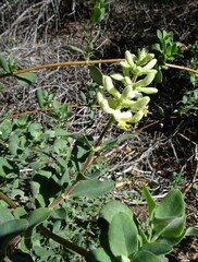 Lonicera subspicata denudata