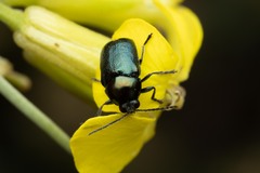 Cryptocephalus violaceus