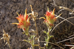 Castilleja applegatei