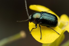 Cryptocephalus violaceus