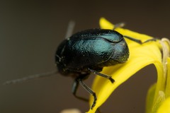 Cryptocephalus violaceus