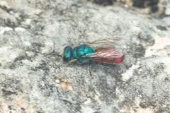 Chrysura